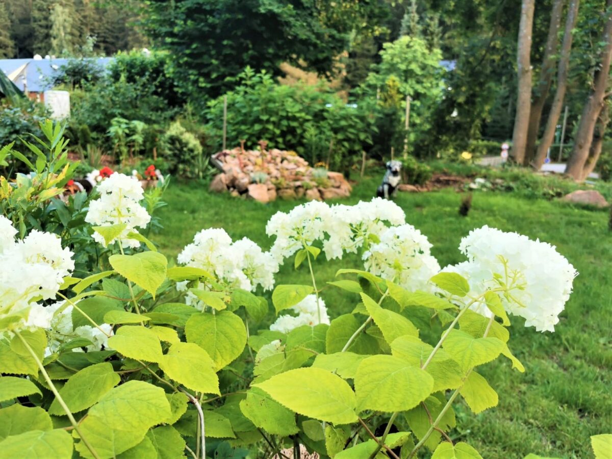 Waldhaus Anna - Garten