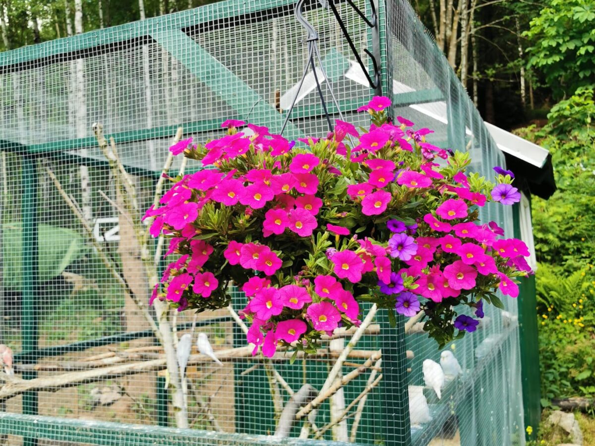 Waldhaus Anna - Garten