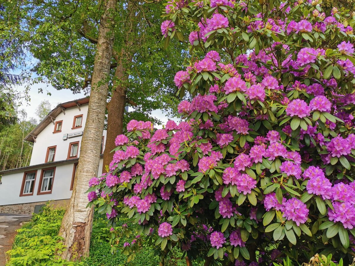 Waldhaus Anna - Garten