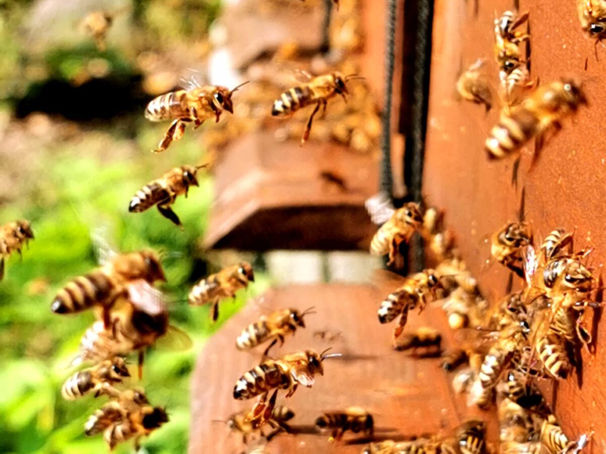 Bienenreich
