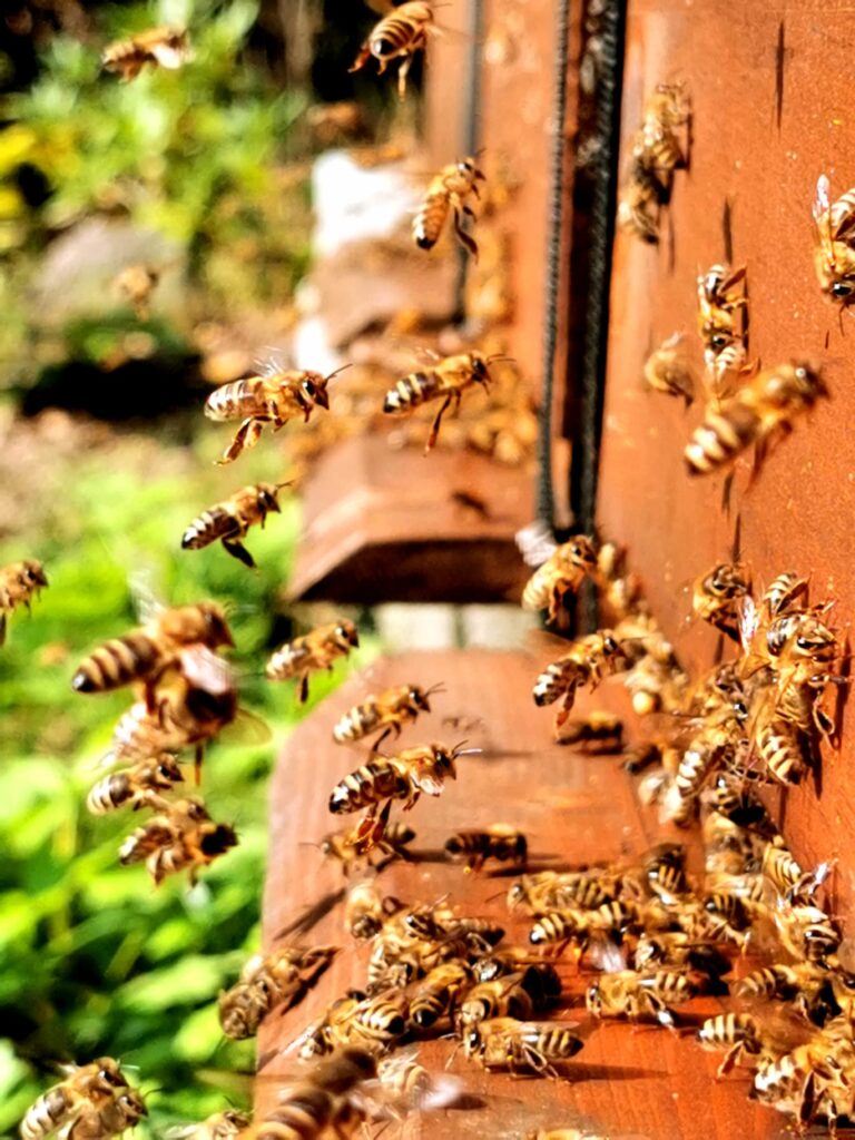Bienenreich