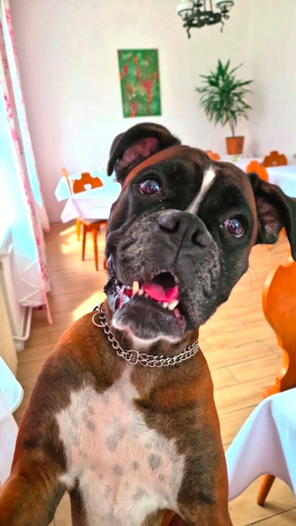 Boxer im Speiseraum des Waldhaus Anna